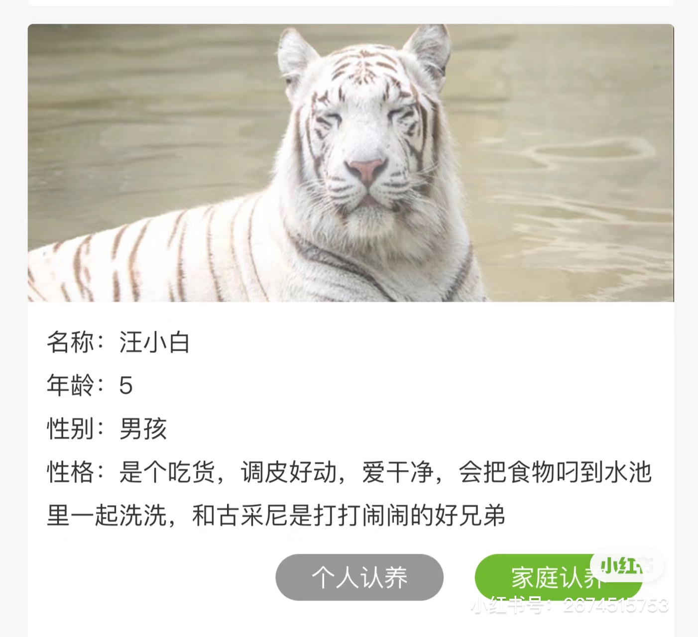 动态封面