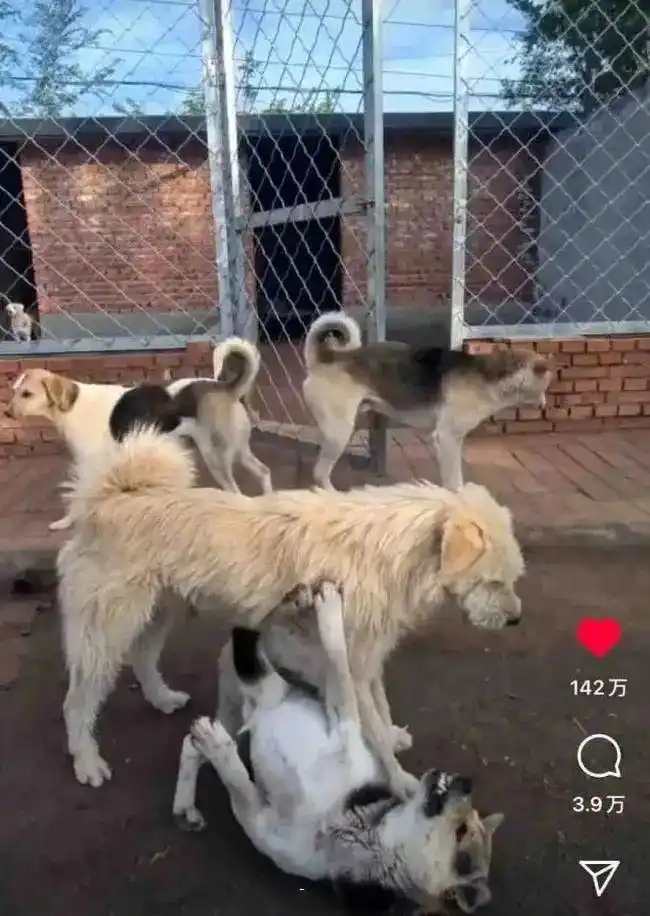 动态封面